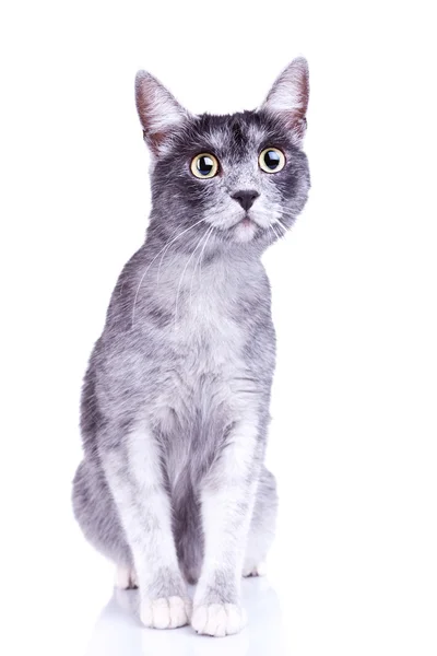 Imádnivaló szürke macska nagy szemekkel — Stock Fotó