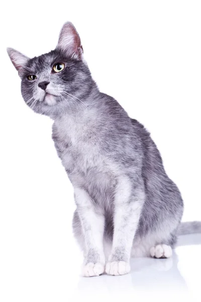 Podezřelá šedá kočka — Stock fotografie