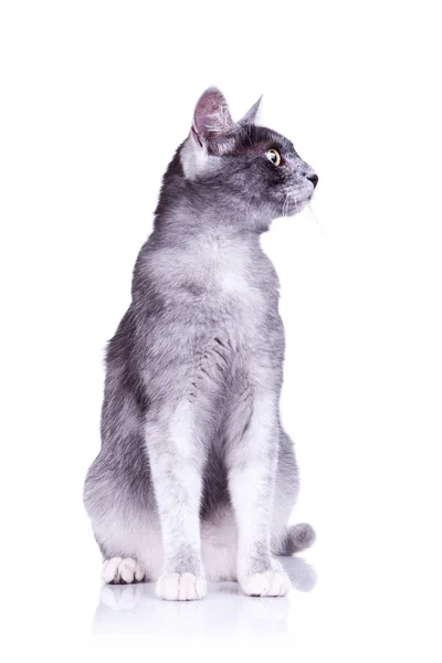 Katze sieht etwas an ihrer Seite — Stockfoto