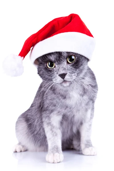 Kameraya bakarak Noel Baba şapkası giyen kedi — Stok fotoğraf