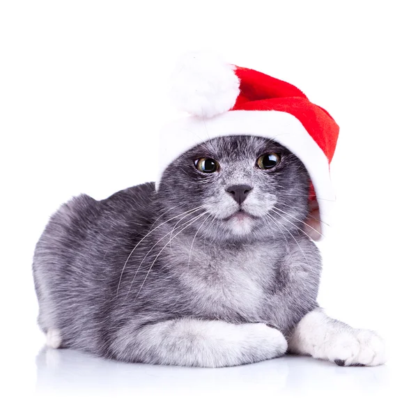 Şüpheli Noel Baba kedicik — Stok fotoğraf