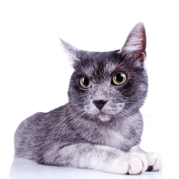 Gato cinza bonito — Fotografia de Stock