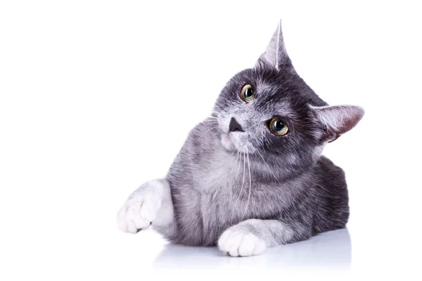 Süße Katze greift mit der Pfote — Stockfoto