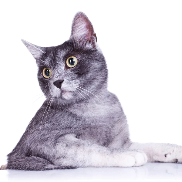 Corte a imagem de um gato cinza adorável — Fotografia de Stock