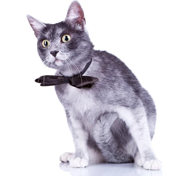 Gato gris curioso — Foto de Stock