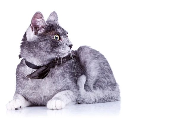 Милий кіт з краваткою на шиї — стокове фото