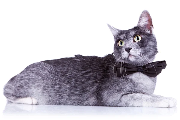 Büyük gözlü sevimli kedi — Stok fotoğraf