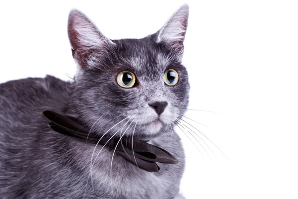 Симпатичный кот с большими глазами — стоковое фото