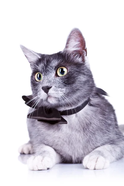 かわいい猫のクローズ アップ写真 — ストック写真