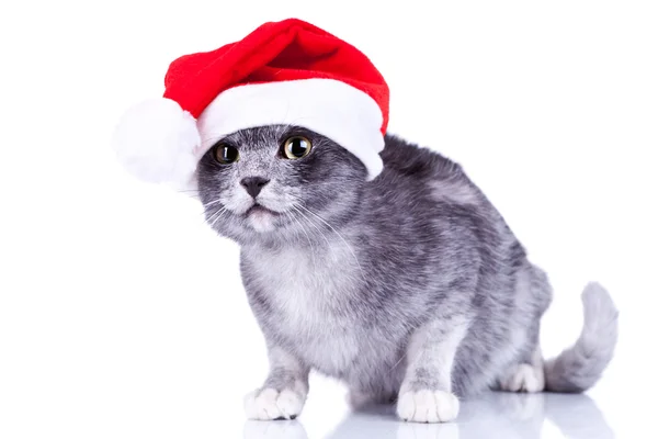 Zvědavý roztomilý kočka santa klobouk — Stock fotografie