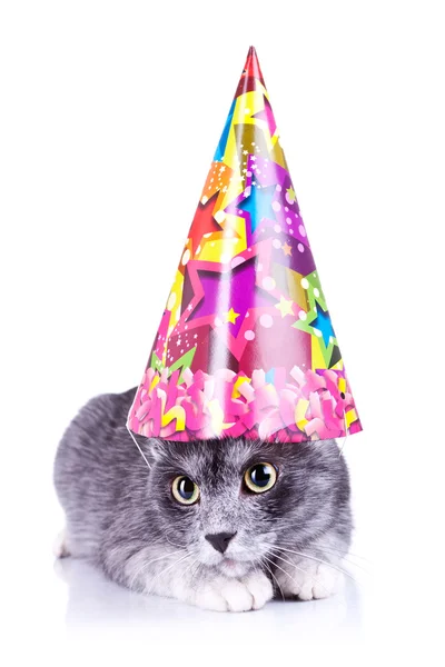 Gato bonito usando um chapéu de festa — Fotografia de Stock
