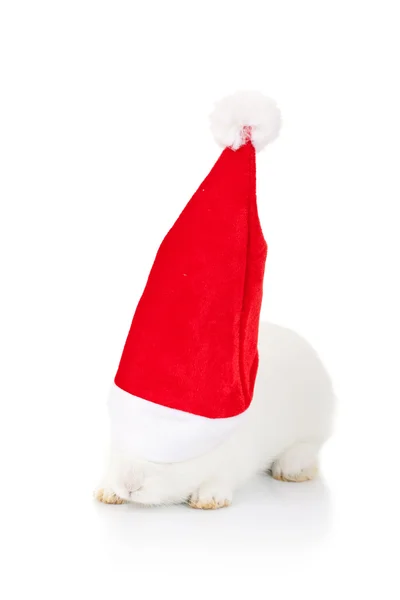 Królik w kapeluszu, santa — Zdjęcie stockowe
