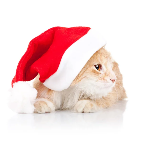 サンタ帽子をかぶっていると側に探している猫 — ストック写真