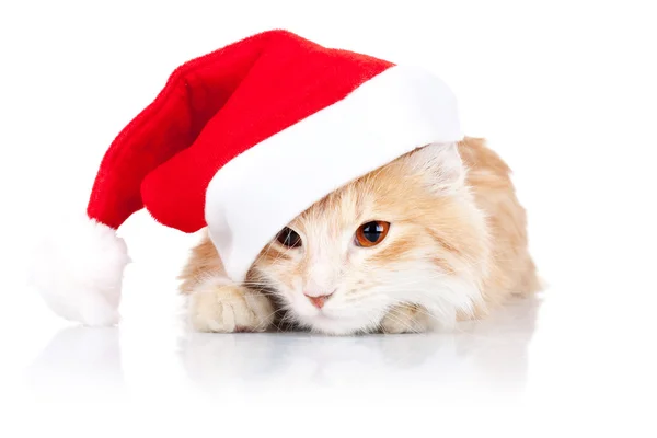 Noel Baba şapkası giyen ve bir tarafa bakarak kedi — Stok fotoğraf