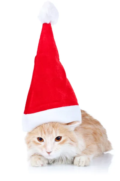 Chat rouge et blanc portant un chapeau de Père Noël — Photo
