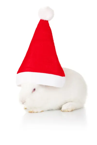 Λευκό κουνέλι, φορώντας ένα καπέλο santa — Φωτογραφία Αρχείου