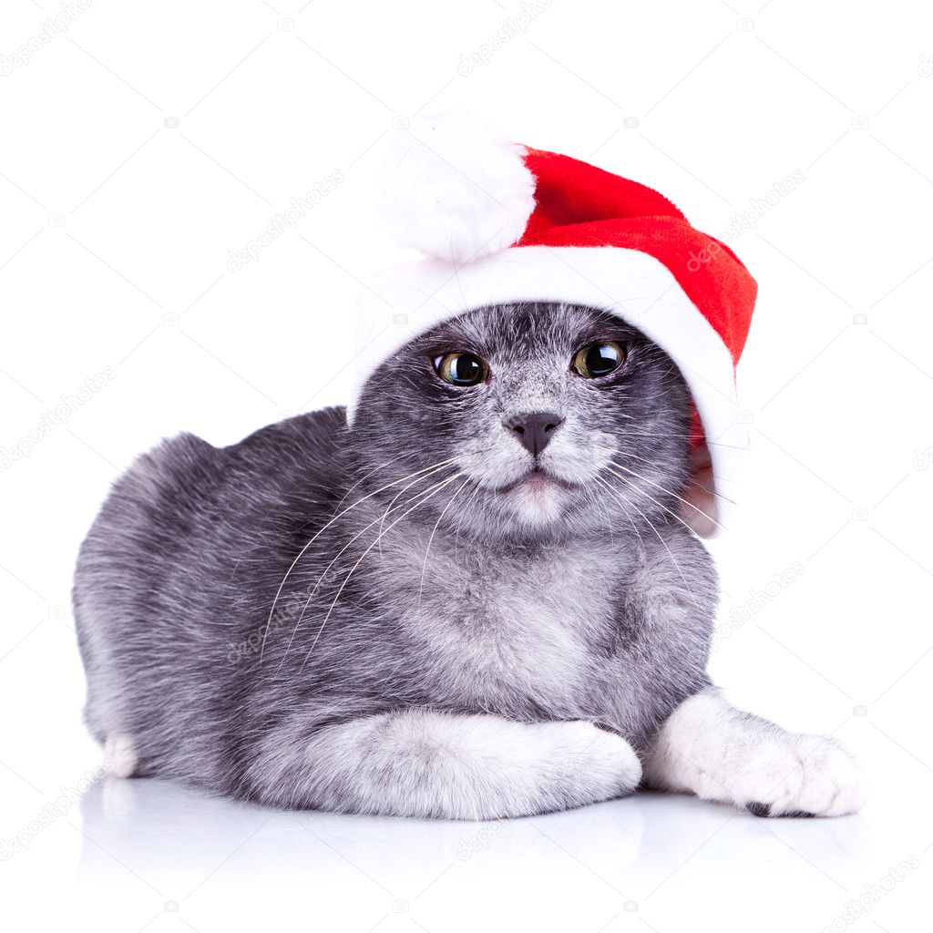 Suspicious little santa cat