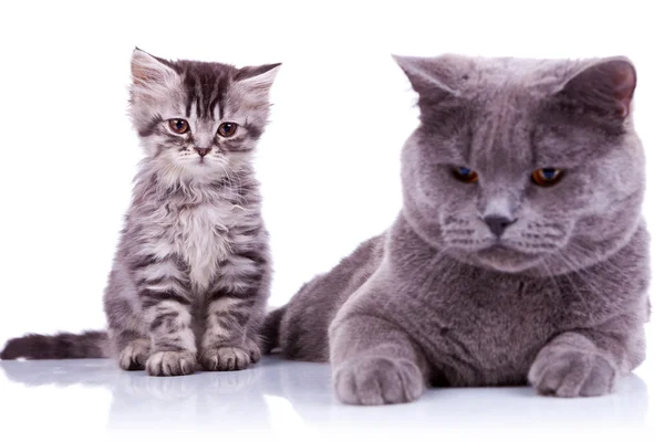 Two curious british cats looking down — Stock Photo, Image