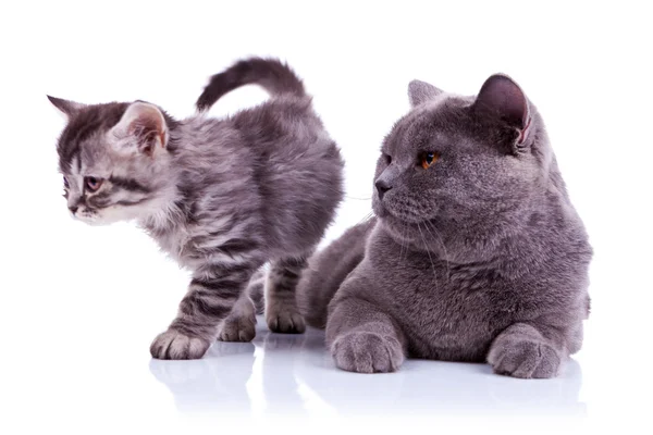 Adorable cats on white background — Stock Photo, Image