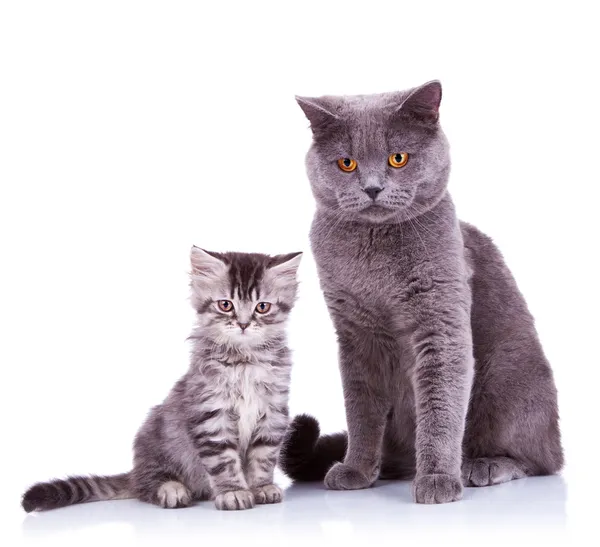 Dois gatos britânicos muito curiosos — Fotografia de Stock