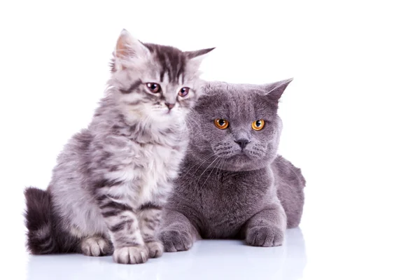 Dois gatos britânicos curiosos olhando para um lado — Fotografia de Stock