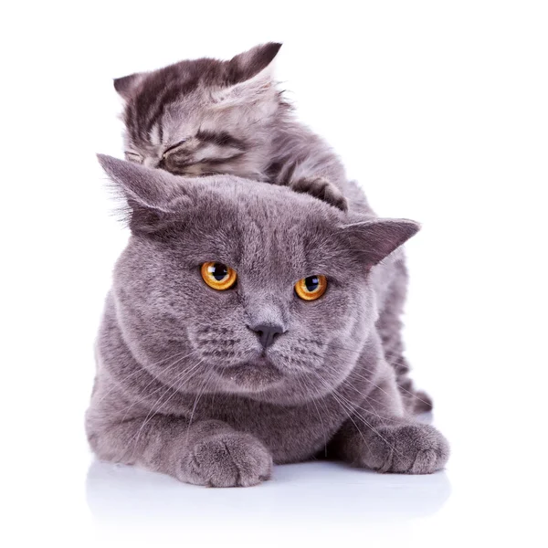Carino gatti giocherelloni — Foto Stock