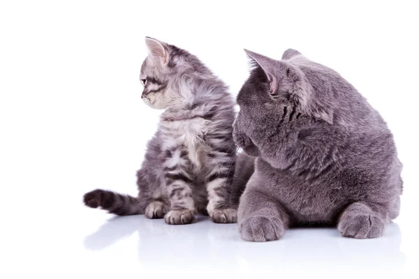 Vista lateral de dois gatos — Fotografia de Stock