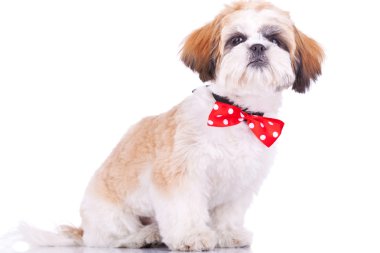 Sitting little shih tzu puppy clipart