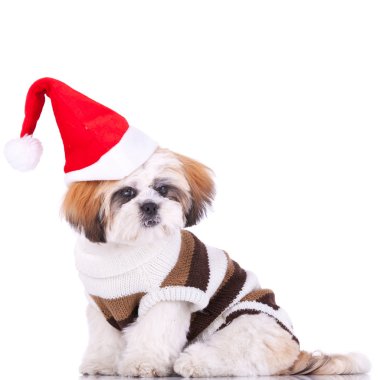 Cute shih tzu santa clipart