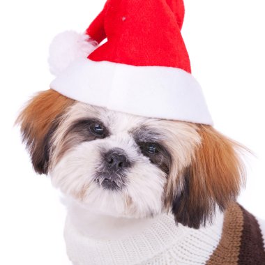 sevimli bir shih Tzu baş santa