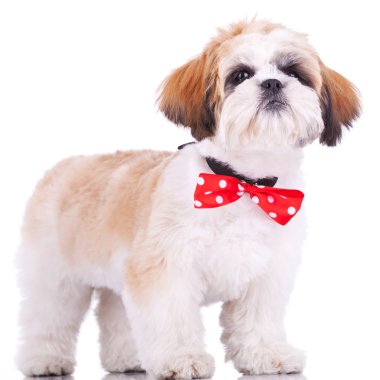 Shih tzu puppy, wearing a red neck bow clipart