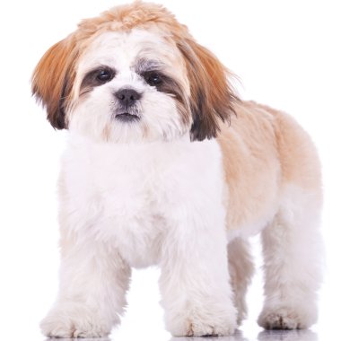 Shih tzu ayakta