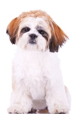 küçük shih tzu puppy oturmuş