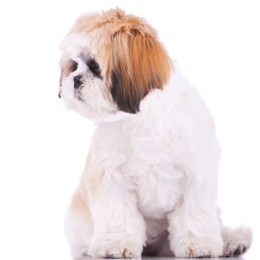 Shih tzu onun yüzüne