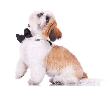 Adorable shih tzu clipart