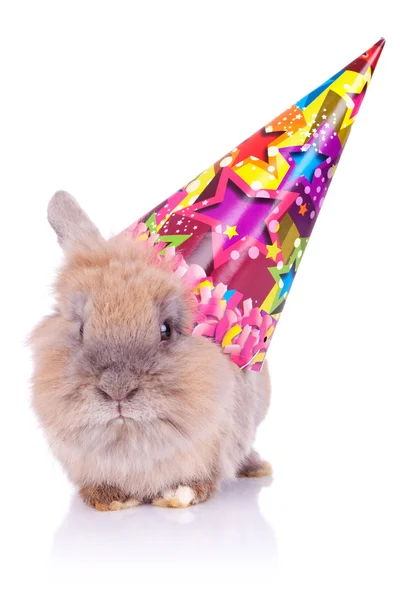Piccolo coniglio compleanno carino — Foto Stock