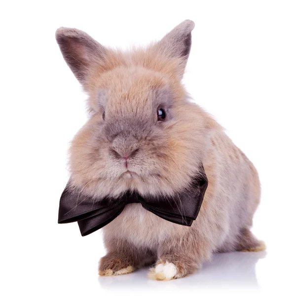绅士兔子 — 图库照片