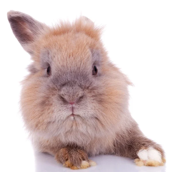호기심 작은 갈색 토끼 — 스톡 사진