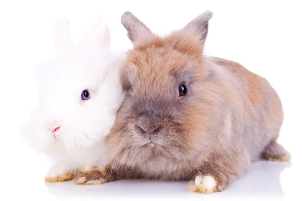 Two little rabbits standing together — Stock Photo, Image