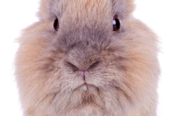Ładny brązowy królik głowy — Zdjęcie stockowe