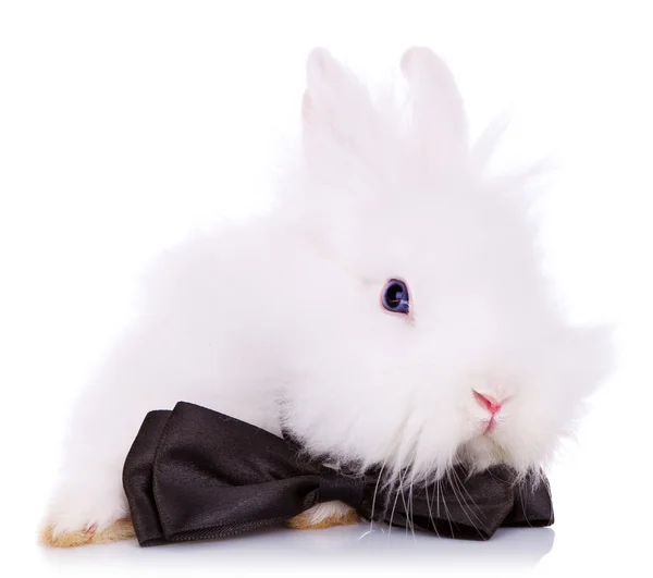 Carino coniglietto con fiocco collo — Foto Stock