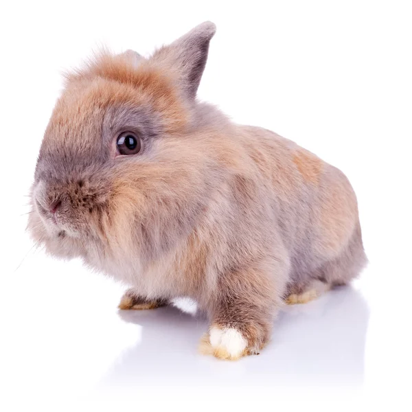 Чарівний маленький коричневий кролик дивиться на камеру — стокове фото