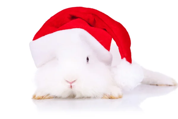 Санта-кролик смотрит в камеру — стоковое фото