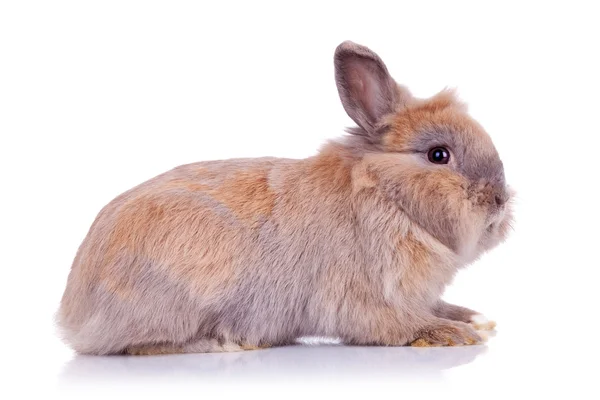 Adorabile coniglietto marrone — Foto Stock
