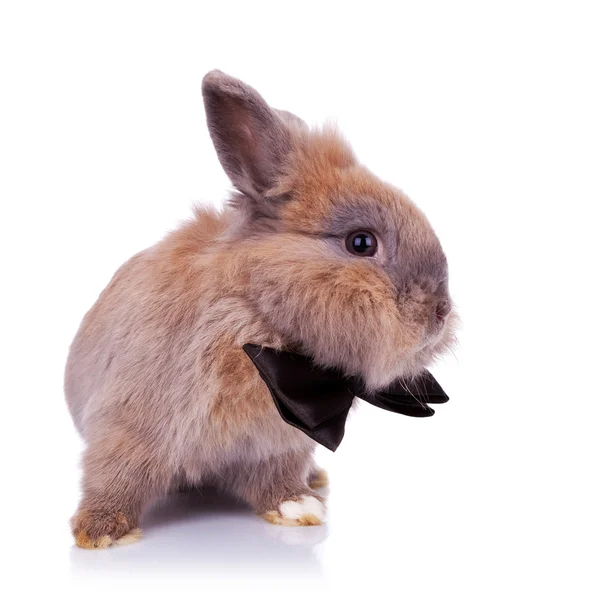 Little bunny gentleman — Stockfoto
