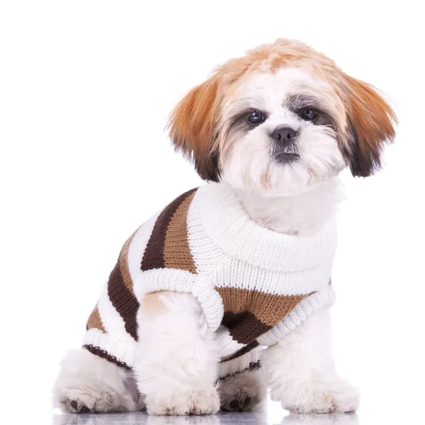 Curioso piccolo shih tzu cucciolo, indossando vestiti — Foto Stock