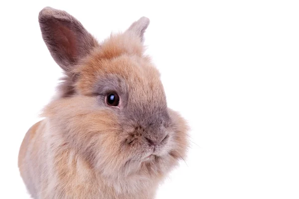 Face of a little brown rabbit — Stock Photo, Image