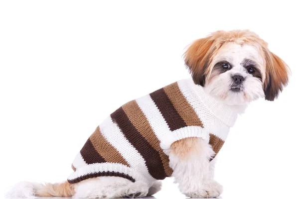 Oblečený roztomilé štěně shih tzu — Stock fotografie