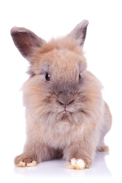 Dolce piccolo coniglietto in posa per la fotocamera — Foto Stock