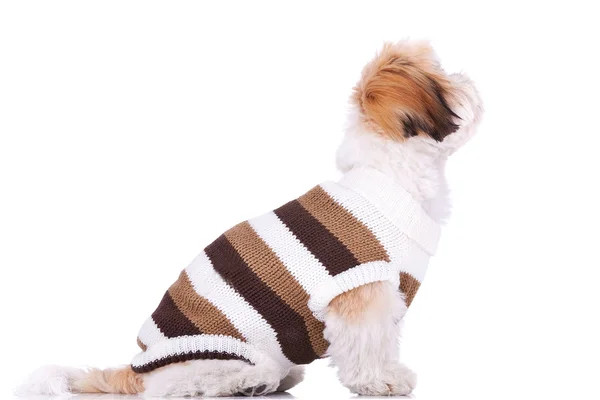 Bir şeye bakıyor giyinmiş shih tzu puppy — Stok fotoğraf